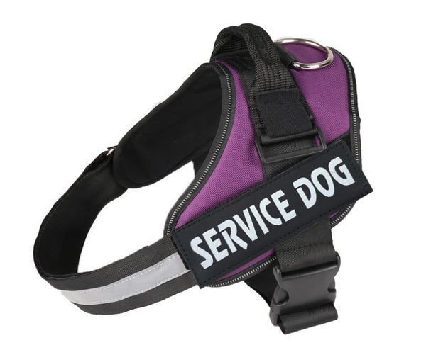 Pet chest strap with dog leash