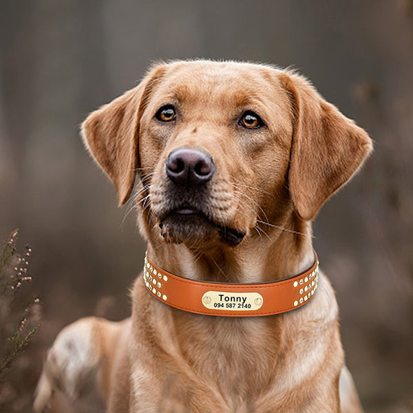 Dog Collar Labrador Golden Retriever Dubinde Shepherd Dog Brand Custom Lettering